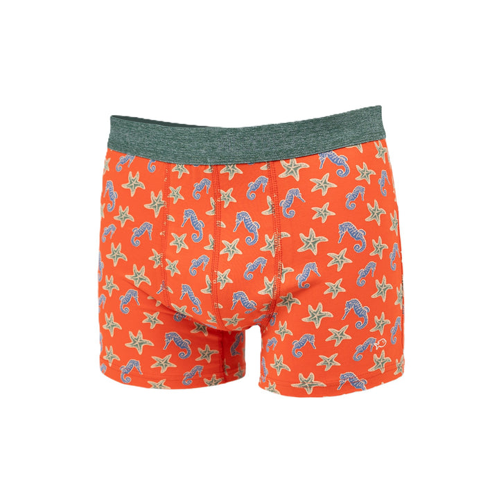 Boxer "Seahorse"