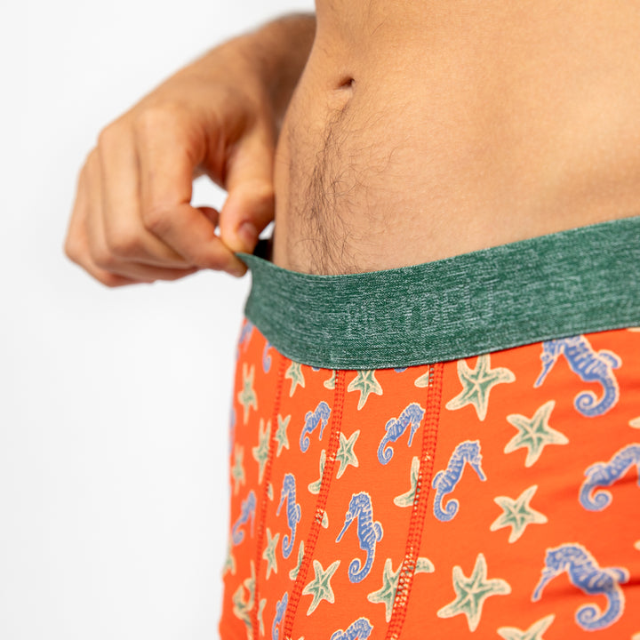 Boxer "Seahorse"